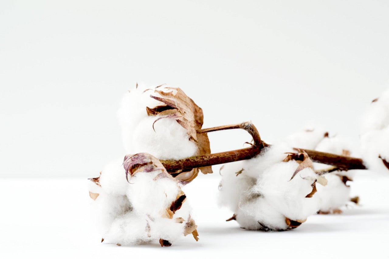 Supima Cotton